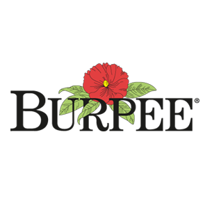 Burpee